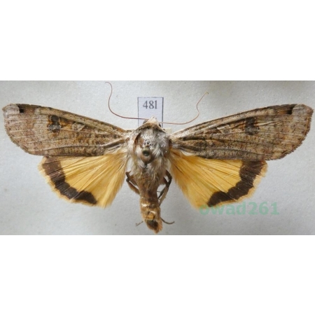 Noctua pronuba (Linnaeus, 1758) Rolnica tasiemka Czech48l